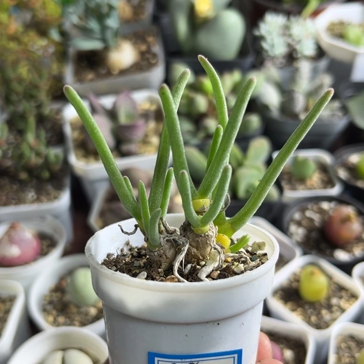 828 碧光环小兔子