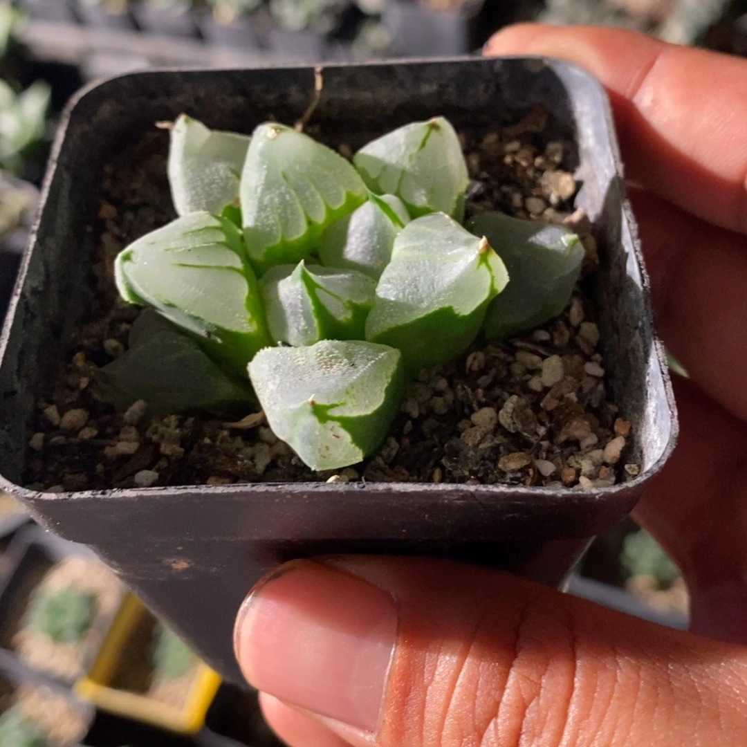 冰城一颗 拍二发三。下播福利