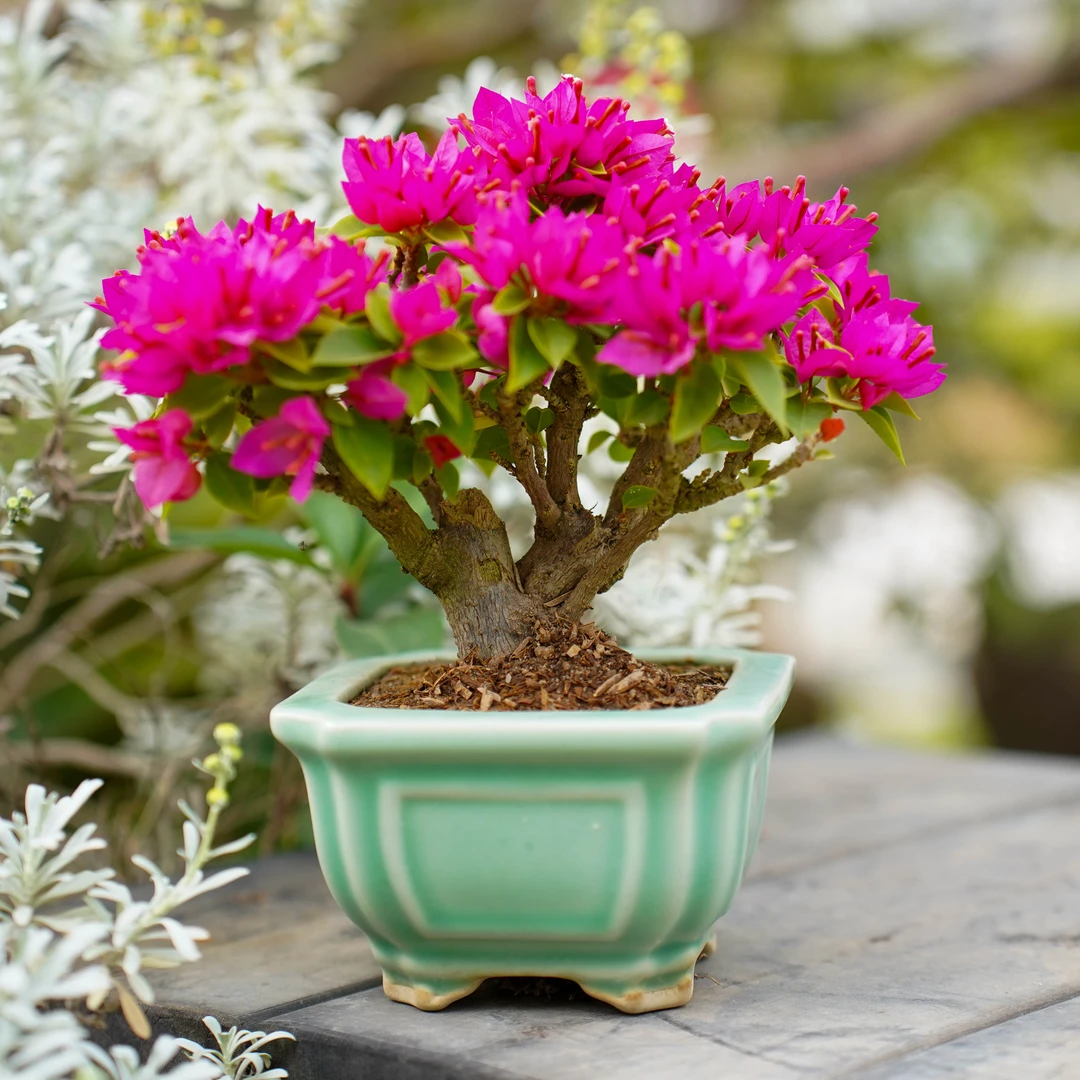 室内外三角梅老桩盆景桃红阳台楼顶客厅盆景量拍随机发货介意勿拍