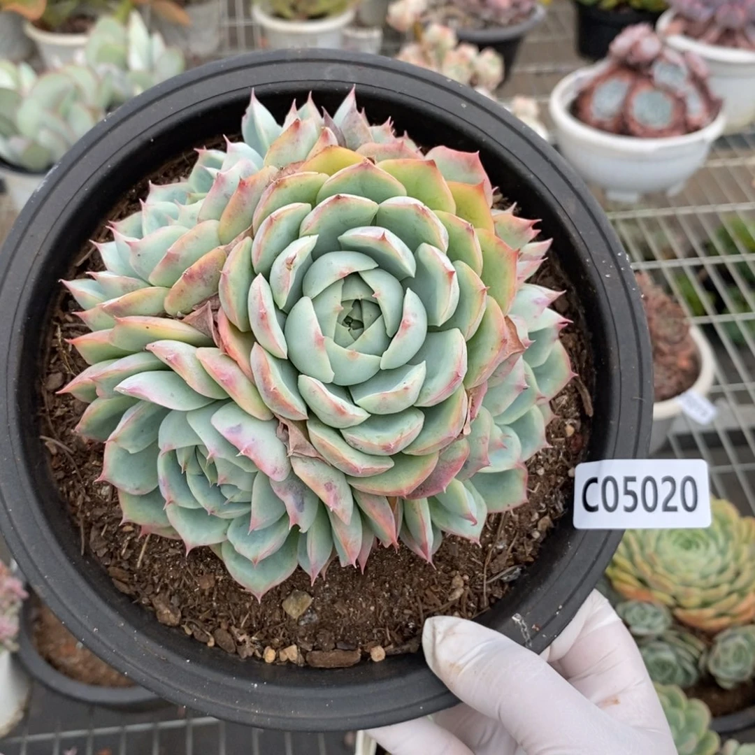5020侧影手捧一物一拍