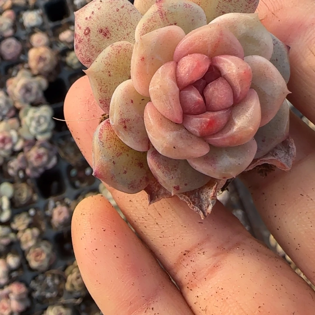 多肉小卡拉米糖心一物一拍