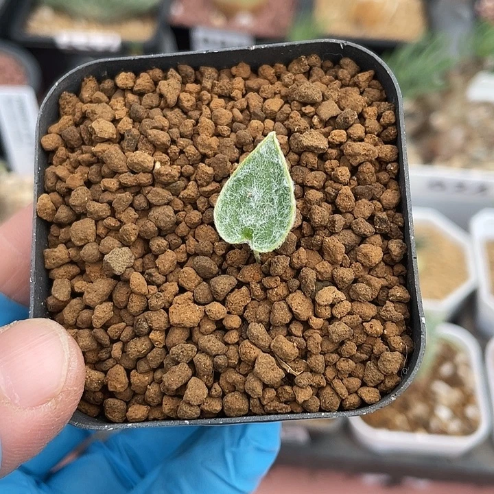 996棉花糖雾冰玉块根