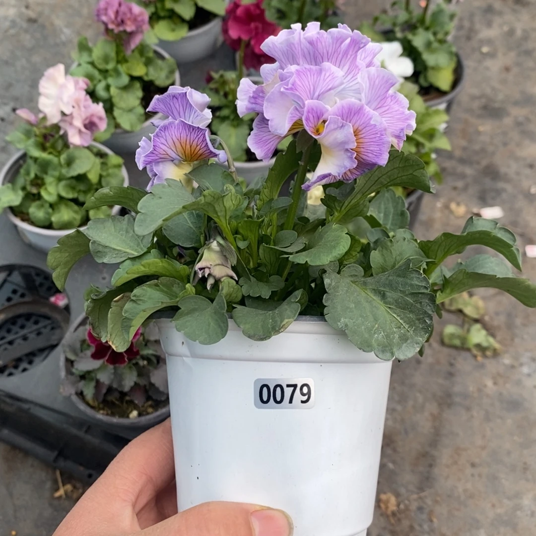 完全开放0079号不售后