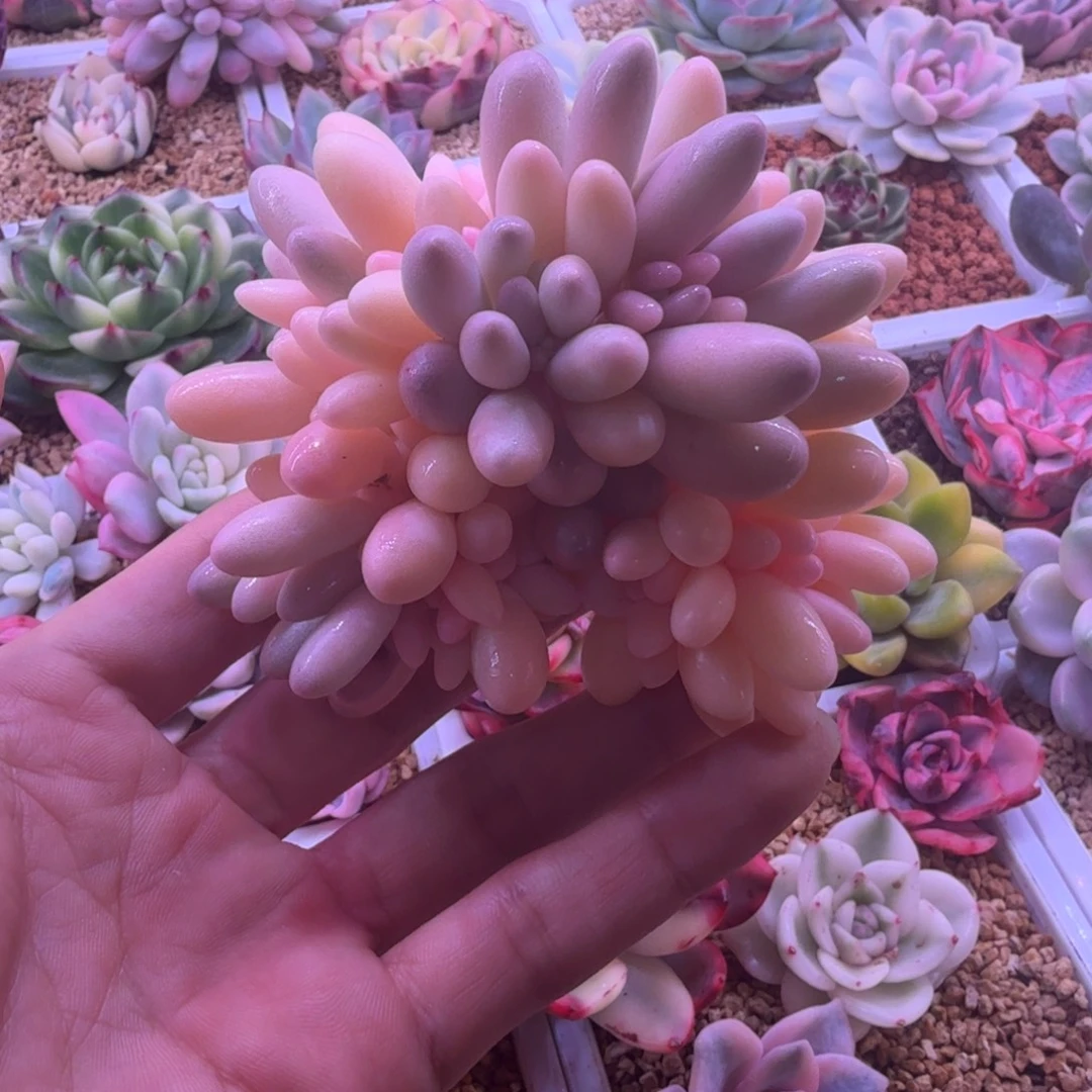 婴儿手指锦群2 多肉