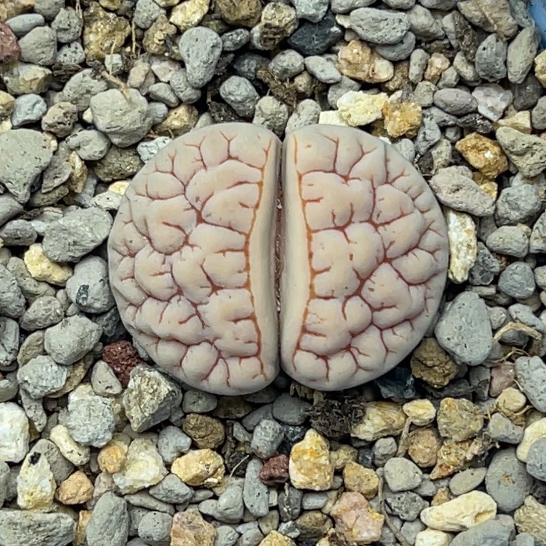 6229凹凸红纹蛙哥189一颗