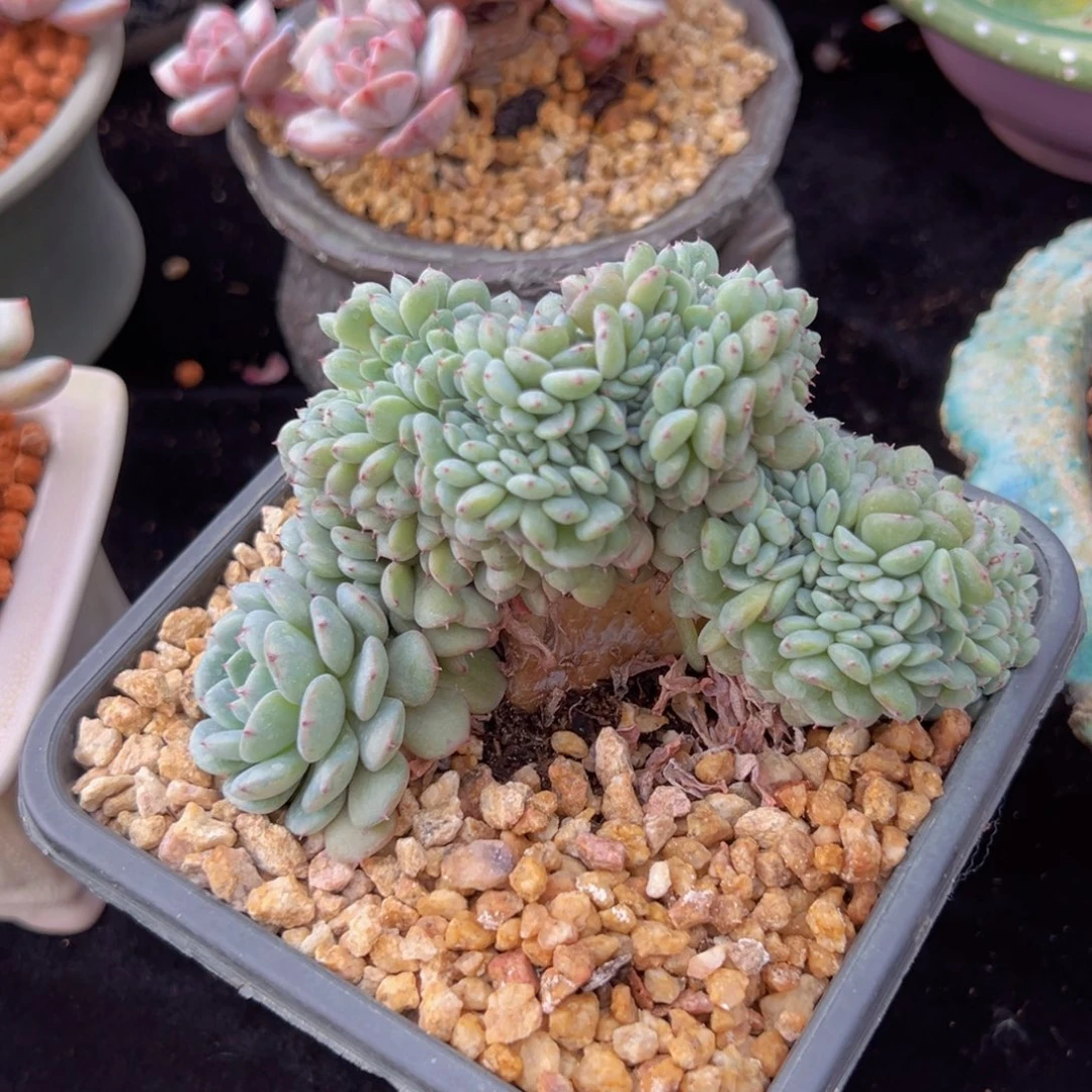 莓**恼新年快乐11111111快乐