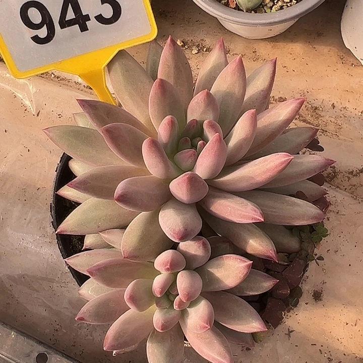 虞美人一物一拍943