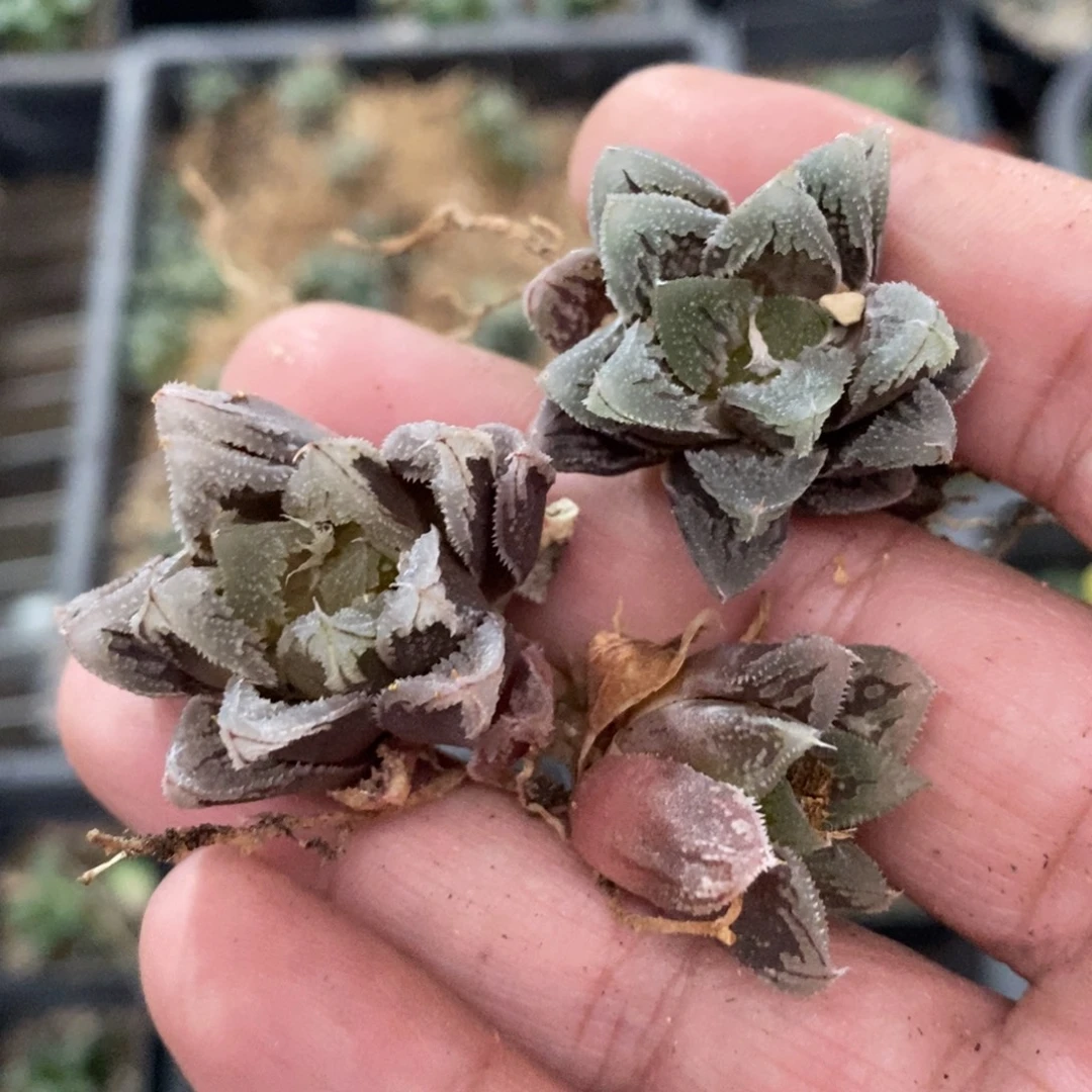 c***k1935 三颗一起 福利