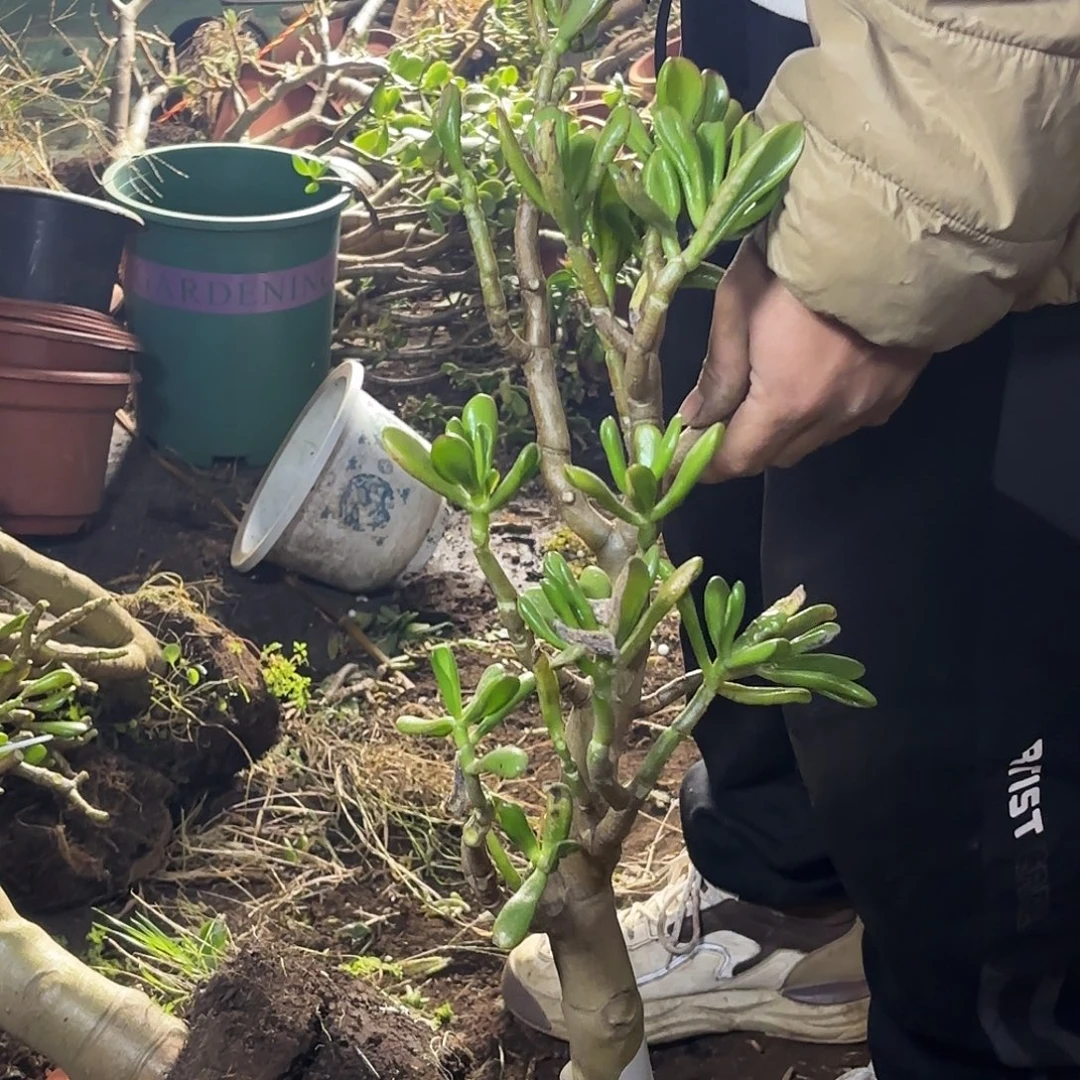 凤***儿8989吸财树带土球发货