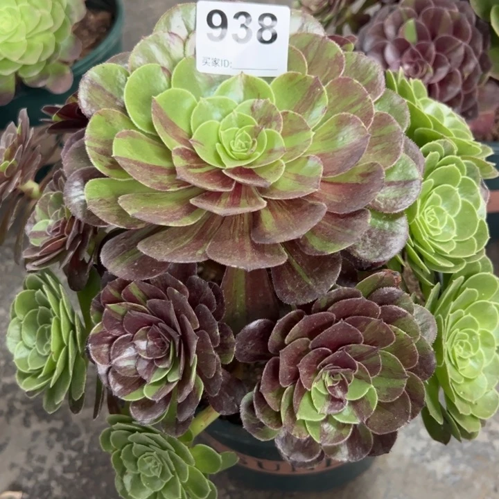 938花月夜23厘米左右