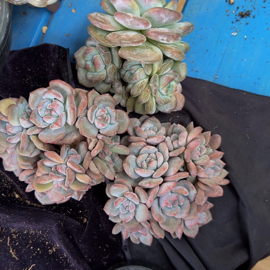 星影 星影 星影 琥珀