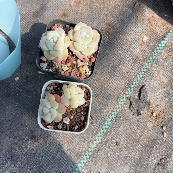 木子一物一拍专拍