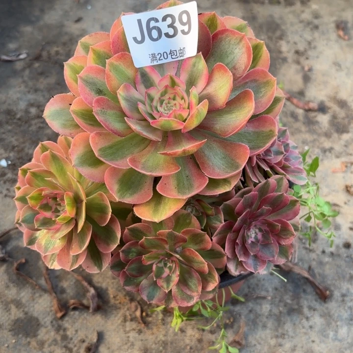 瑞妈多肉植物639.