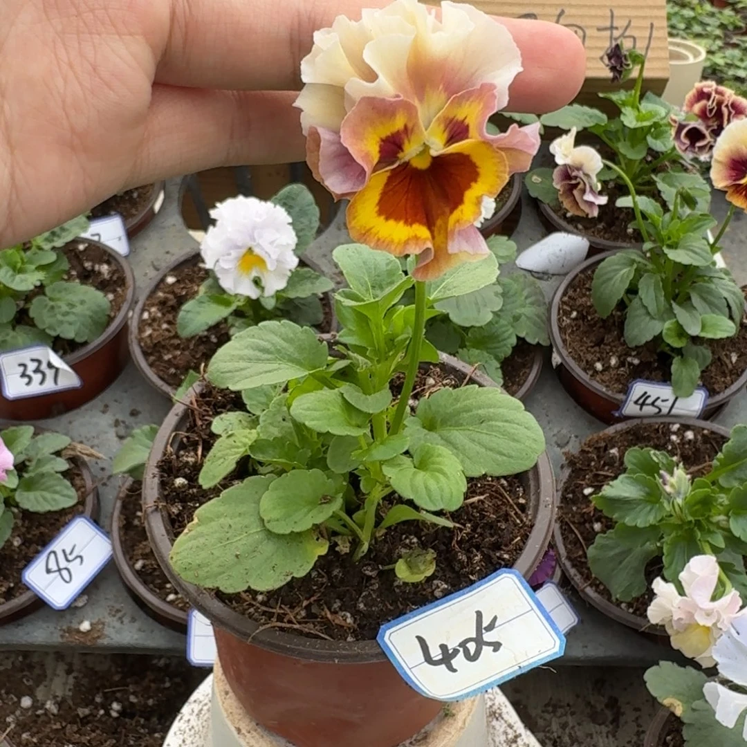 完全开放皱边角堇405