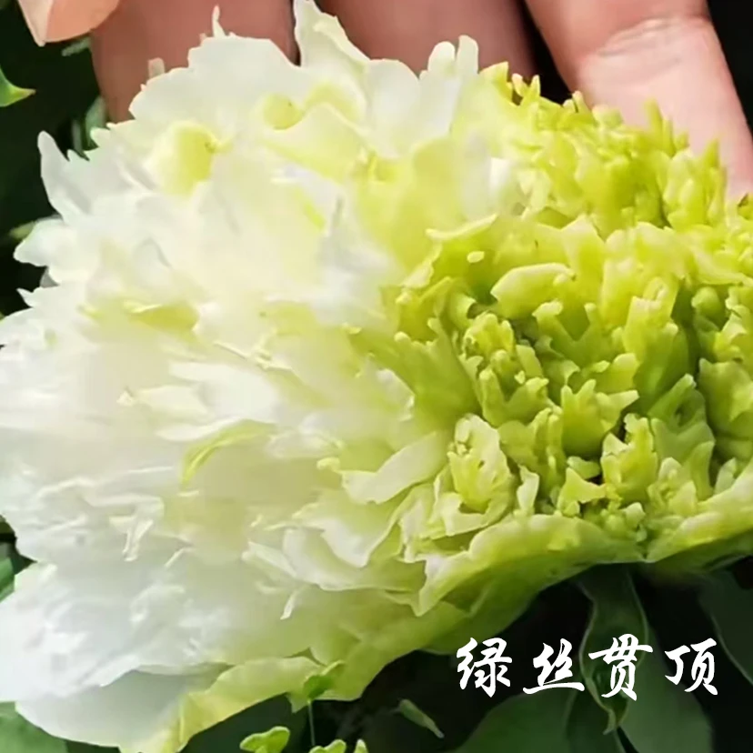 【绿丝贯顶】裸根牡丹包对版-庭院阳台花卉绿色重瓣大花