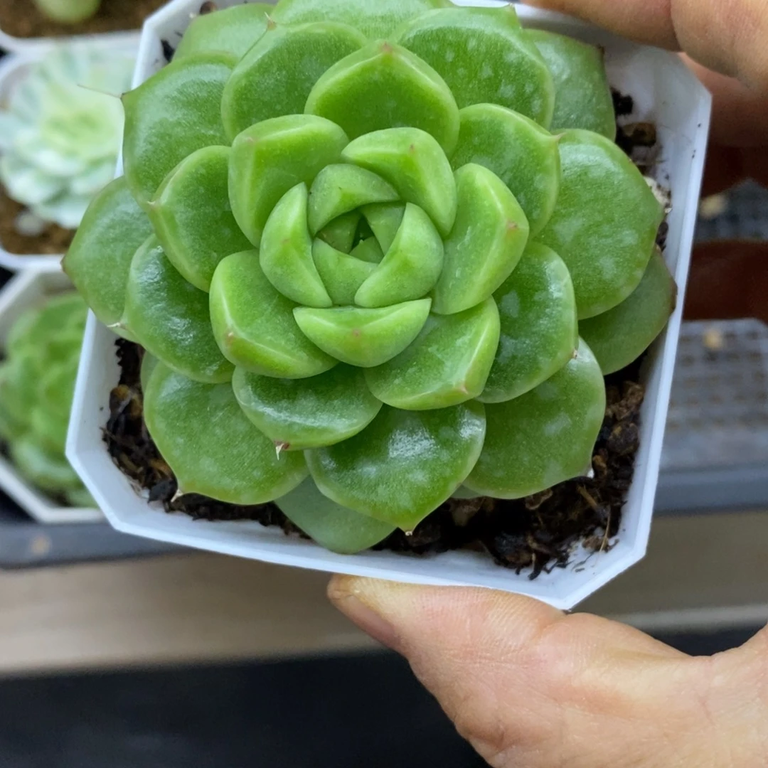精品多肉一物一拍不包整256