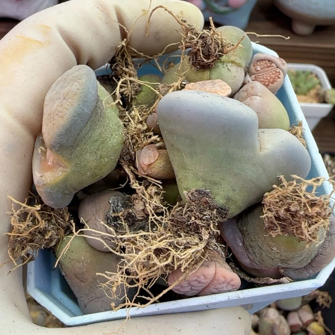 020福利福利福利