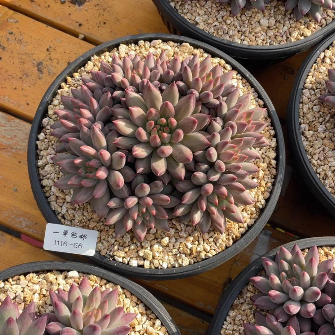 灿*1116-66虞，，。。。，，，