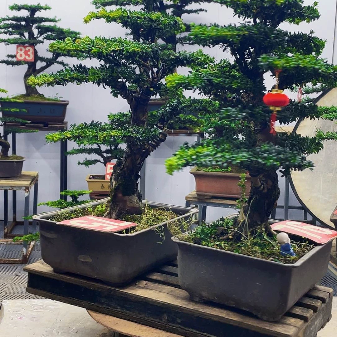 无花朵罗汉松红芽