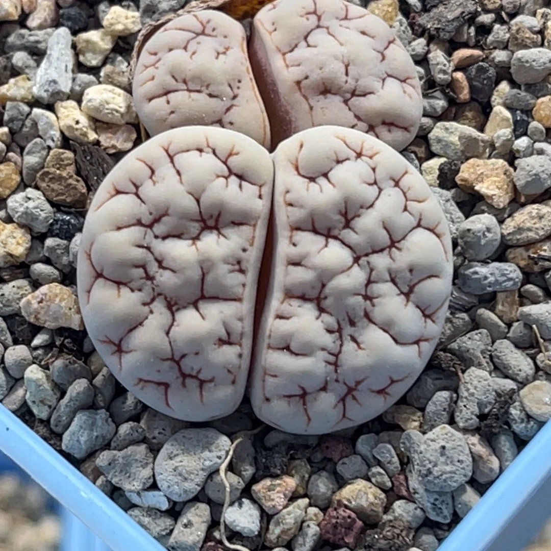 4009白底紫红纹凹凸1891蛙哥