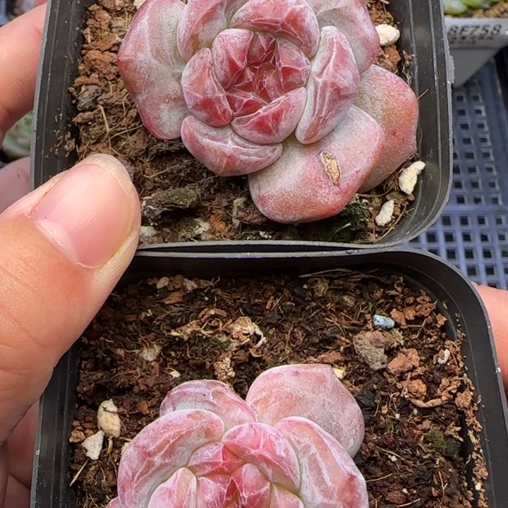 【满19.9包邮非偏远】761石榴籽石化两颗