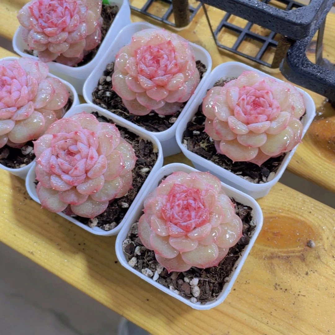 1032号 粉透苏醒珍妮一颗