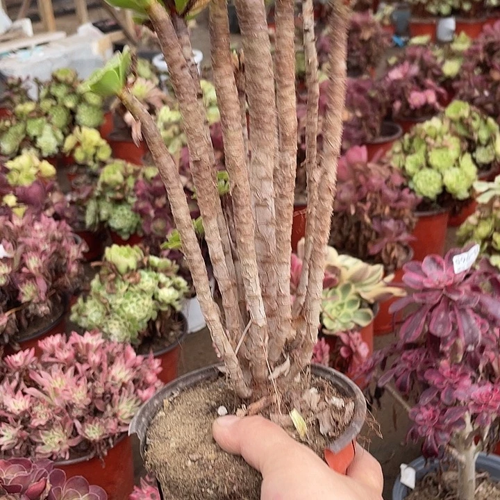 106绿羊绒多肉植物法师