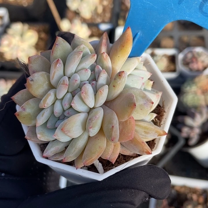 2046橙子缀多肉植物保护