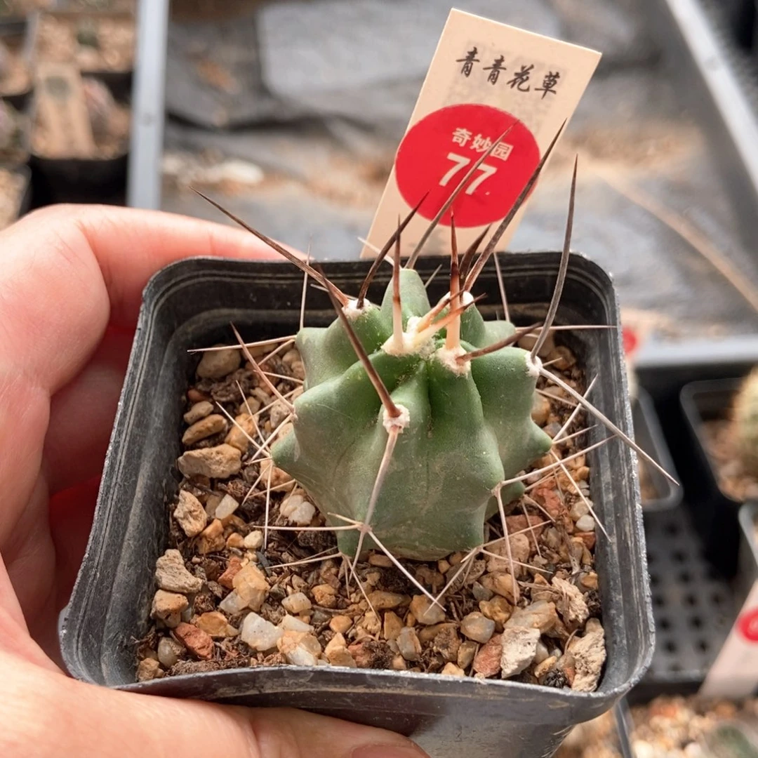 实生狂刺虾3.8cm一棵仙人球