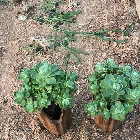 山地玫瑰二棵多肉8