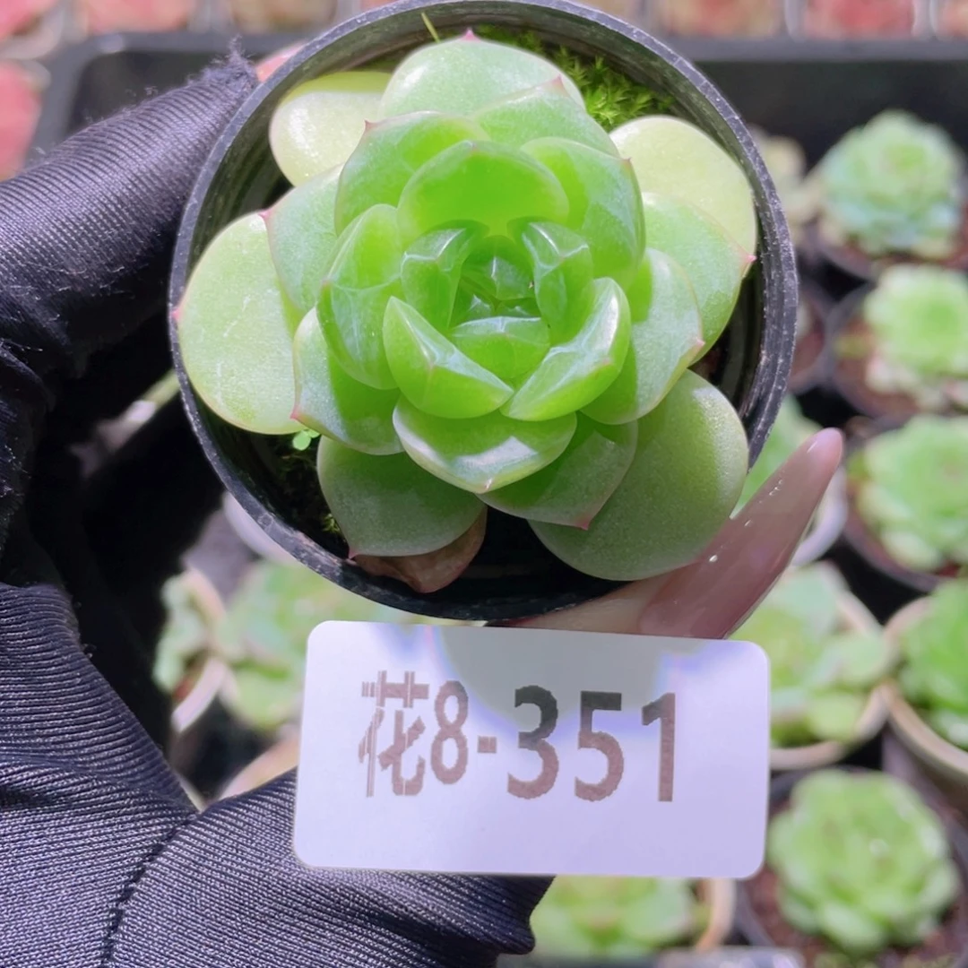 花利美8-351新品珍妮