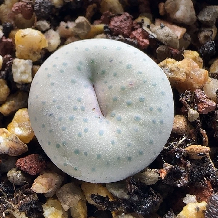 11-16-4-1当天满38包邮园艺特选大奶油嘴1.9cm脱土