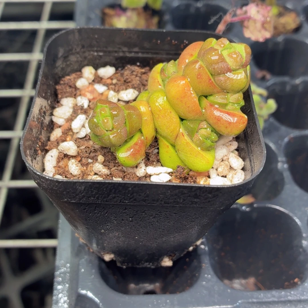 丸叶寿无限多肉9.9包邮发货