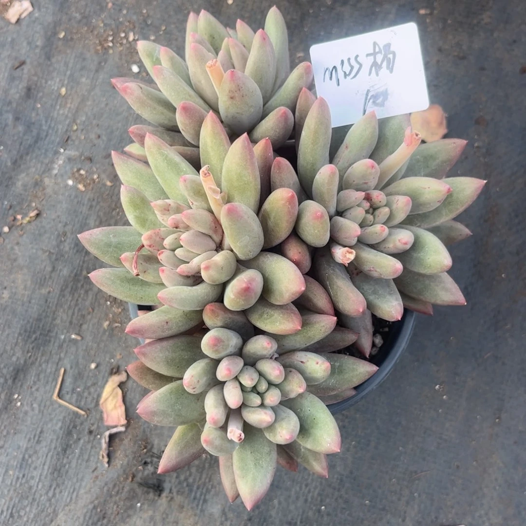 m****杨红蜻蜓多肉植物