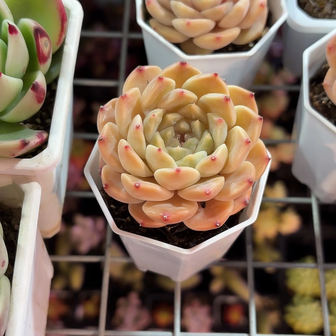 秘境冰魄多肉6.5㎝盆