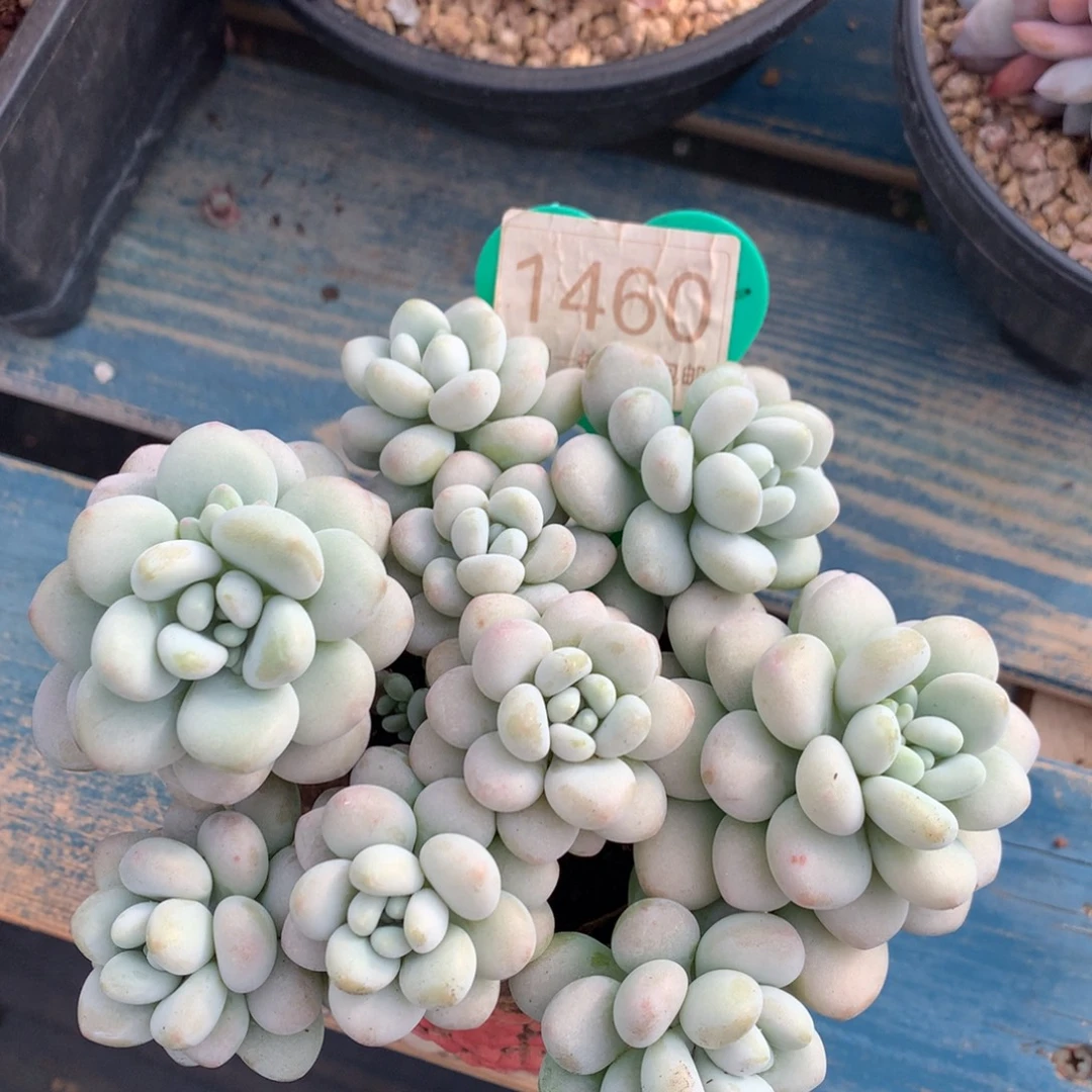 鱼泡泡无砍一物一拍1460