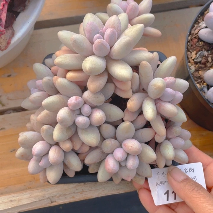 谢谢你的支持00000001111