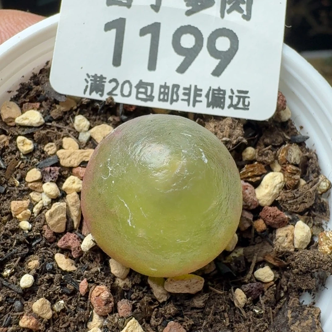 灯泡1.9带盆土