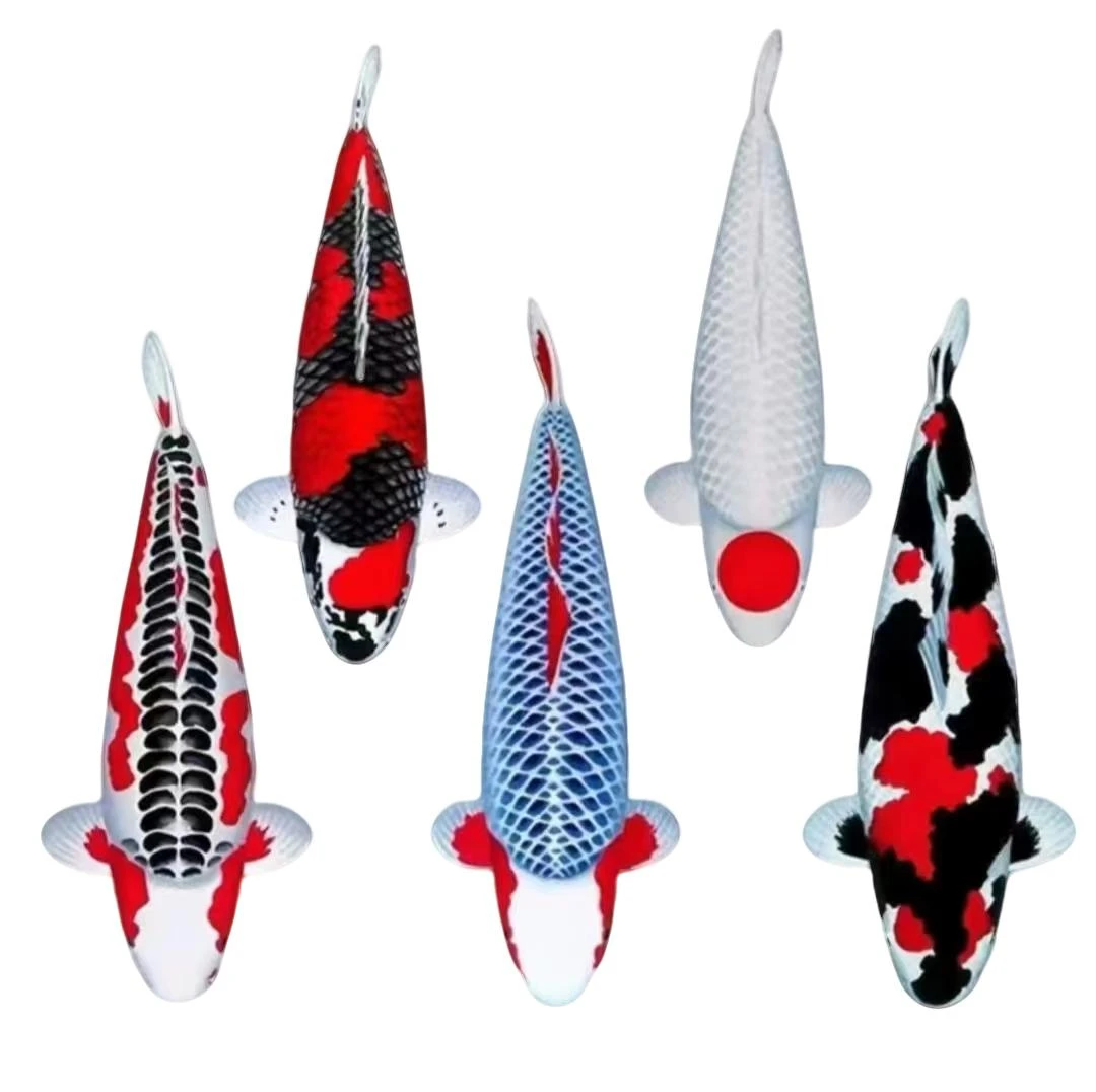 纯种白写锦鲤高档大型观赏鱼