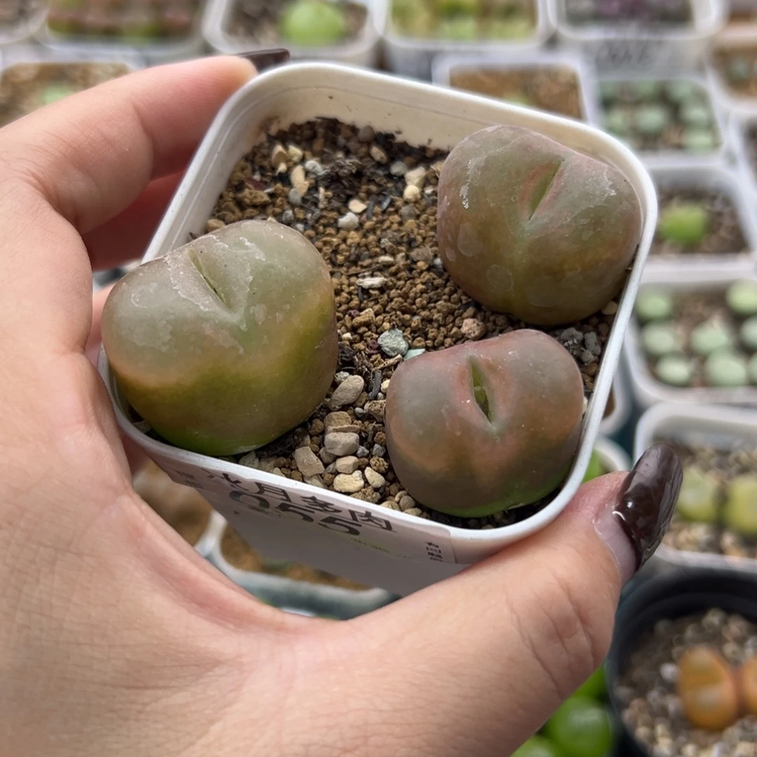 055三颗毛带盆土发货