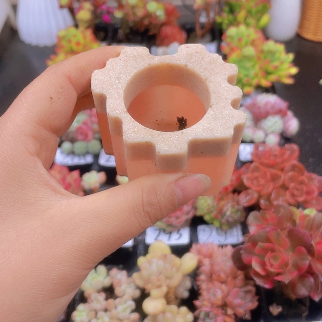 多肉无土栽培多肉植物