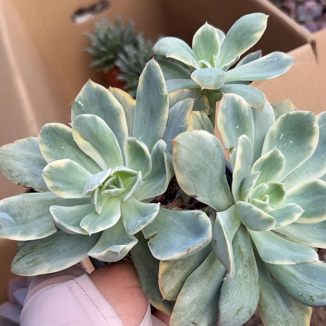 多肉植物绮罗锦群
