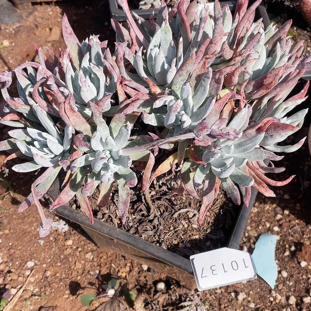 仙女杯多头老桩10137