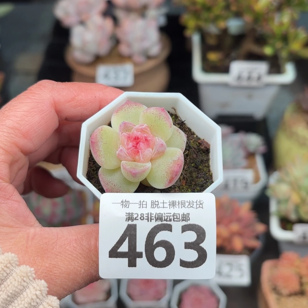 碧焰单头无盆土发货