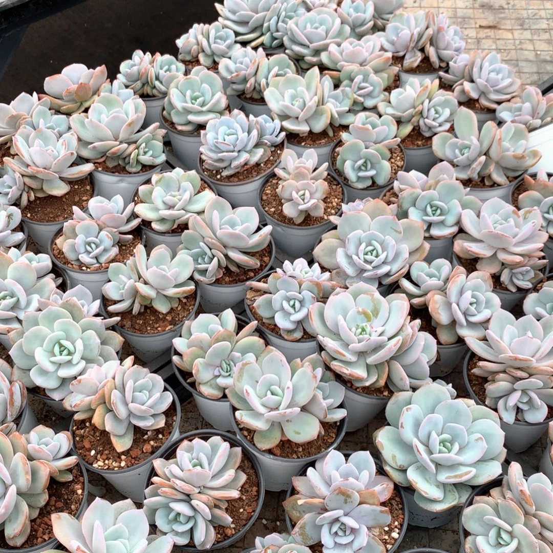 奶茶框拍5颗。 不拍冷链不售后