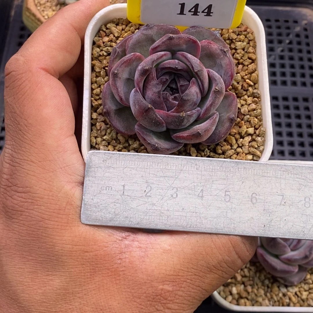 6144黑橙老桩多肉