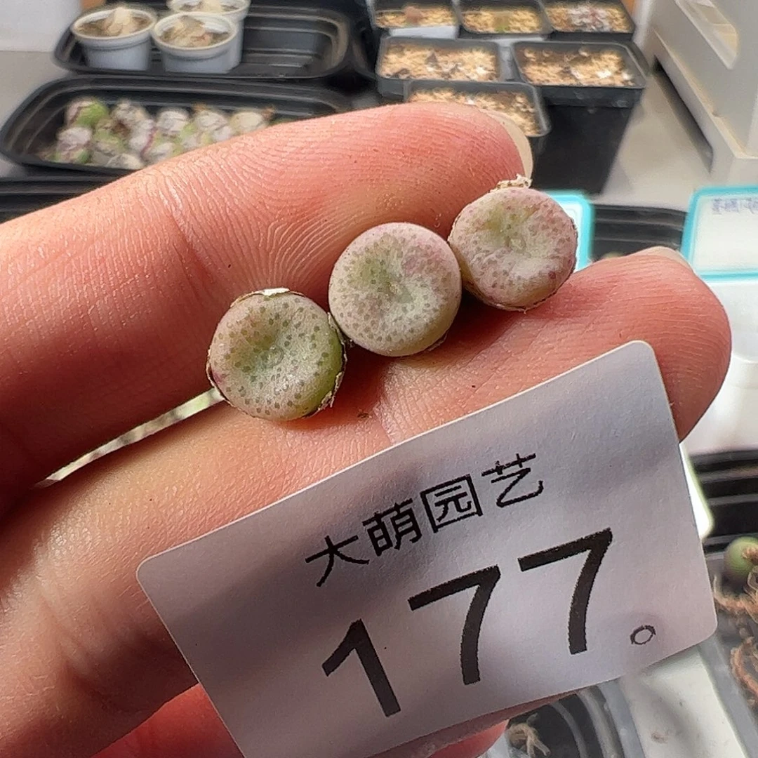 嫣***哎一物一拍SB1197史莱克177