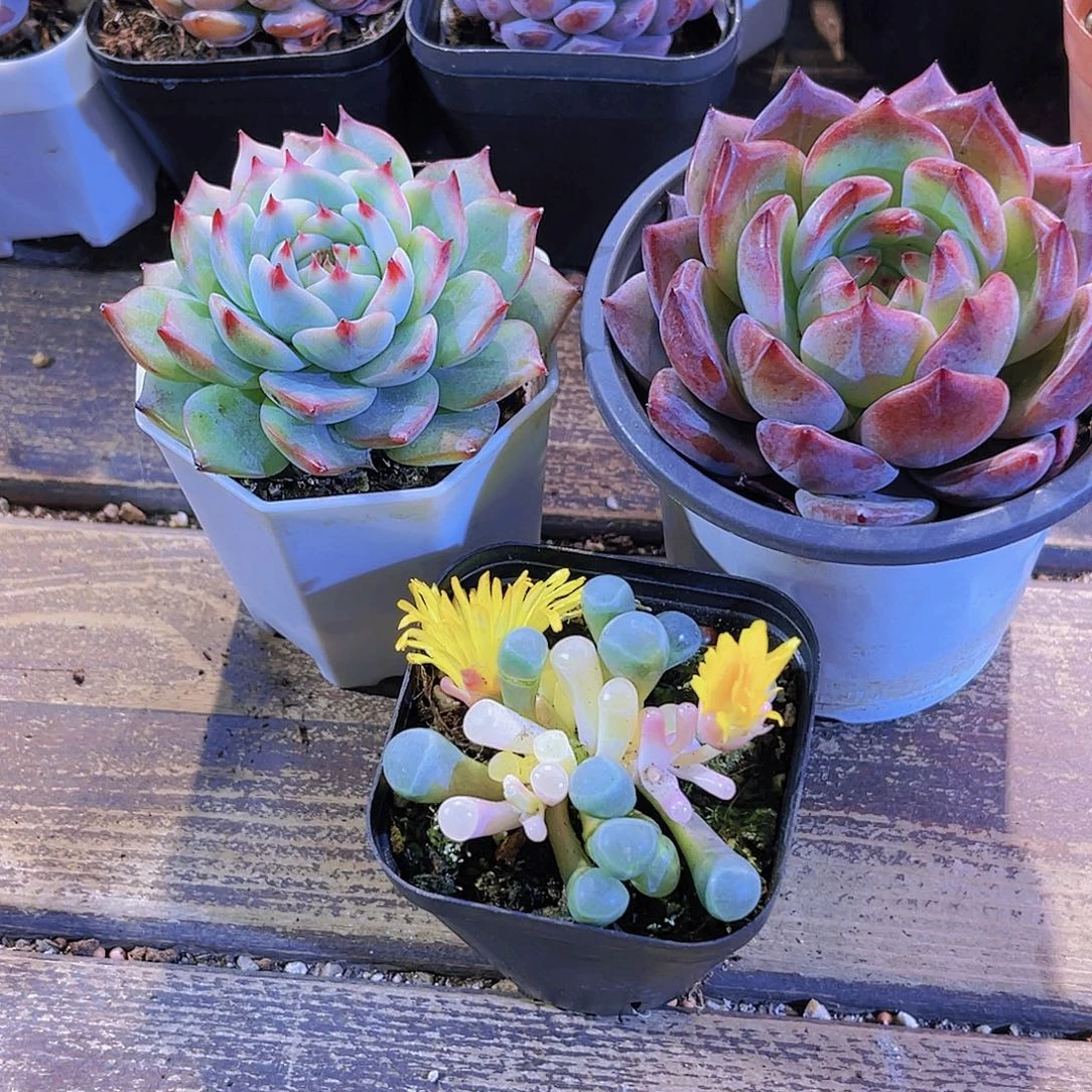 大夜魔侠。五十铃锦 吉娃娃锦