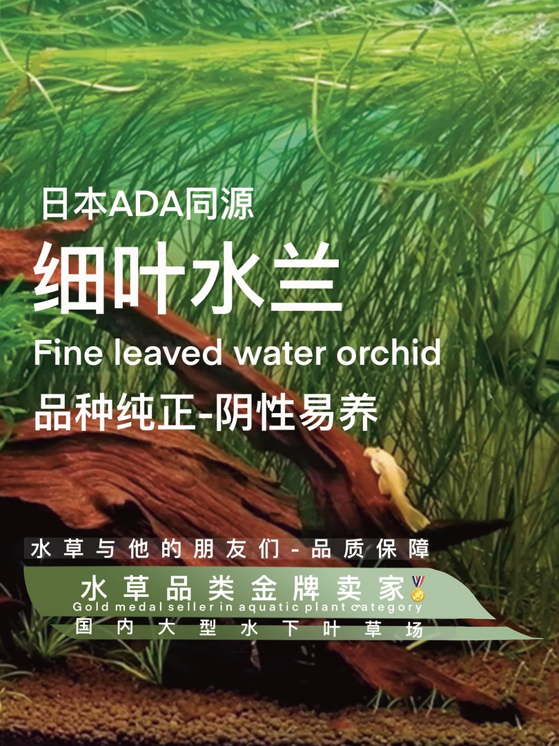 ada细叶水兰（100%水下叶真正日本引种长度10-20cm阴性草裸草发货