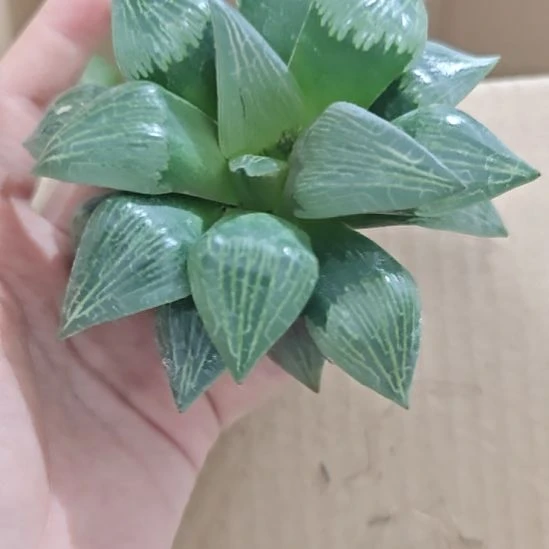 一物一拍，实生十二！！！